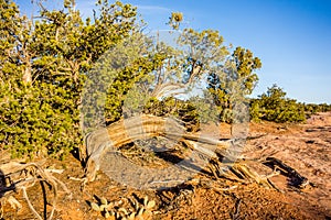An ancient gnarled juniper tree Navajo Monument park utah