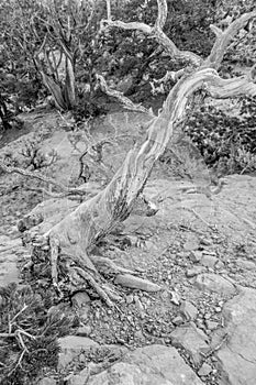 An ancient gnarled juniper tree near Navajo Monument park utah