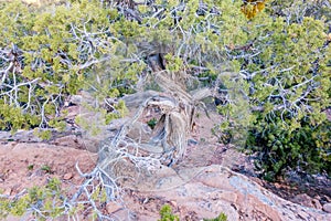 An ancient gnarled tree near Navajo Monument park utah