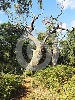 Ancient, gnarled and twisted oak tree deep in Sherwood Forest