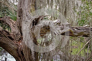 Ancient Gnarled Witches Tree With Spanish Moss