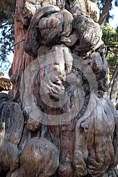 Ancient, gnawed tree trunk in the imperial garden in Forbidden City, Beijing