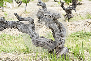 Ancient Grapevine in Australian Vineyard, Barossa Valley, South Australia