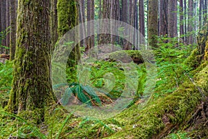 Ancient Groves Nature Trail in Olympic National Park, Washington, United States