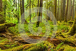 Ancient Groves Nature Trail in Olympic National Park, Washington, United States