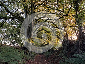 Ancient holloway, rural track in autumn photo