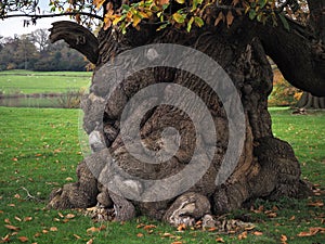 Ancient horse chestnut tree trunk, Ripley, North Yorkshire, UK