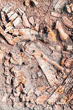 Ancient human bone in ground, dig burial
