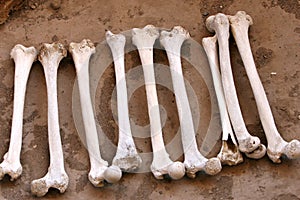Ancient Human Bones