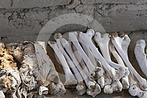 Ancient Human Bones