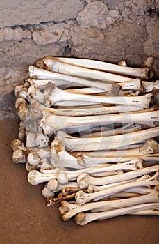 Ancient Human Bones