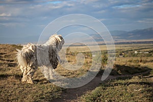 ANCIENT HUNGARIAN SHEEPDOG - KOMONDOR photo