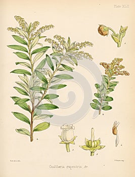 Ilustrácie z rastlina 