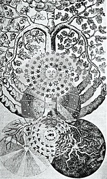 Ancient image of the tree of knowledge taken from valentin weigel`s universal studium