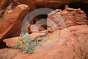 Ancient indian cliff dwellings and flowers