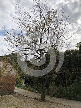 Ancient jujube trees in the countryside