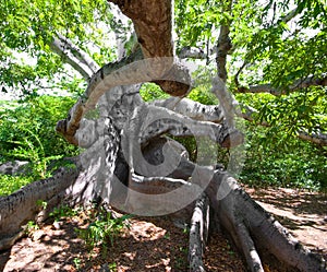 Ancient kapok tree