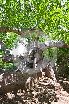 Ancient kapok tree