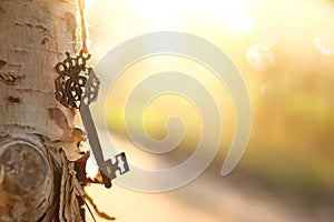 An ancient key hangs on a tree trunk in the forest