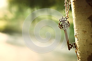 An ancient key hangs on a tree trunk in the forest