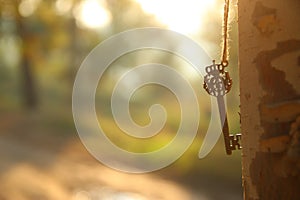 An ancient key hangs on a tree trunk in the forest