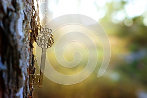 An ancient key hangs on a tree trunk in the forest