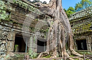 Ancient Khmer ruins of Ta Prohm Temple at Angkor Wat, Cambodia.