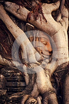 Ancient Khmer stone face sculpture hidden under overgrown roots at a temple in Siem Reap, Cambodia.