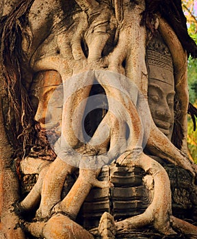 Ancient Khmer stone face sculpture hidden under overgrown roots at a temple in Siem Reap, Cambodia.