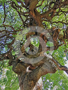 Ancient knobbly shaped tree 