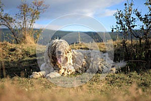 Starobylý maďarština ovčácký pes 