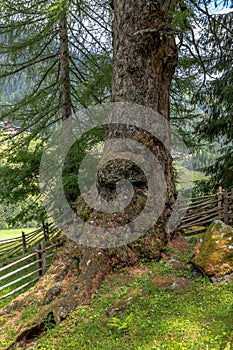 Ancient larches in Ulten Valley, South Tyrol