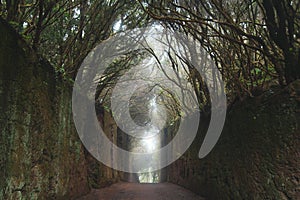 ancient laurel forest. Anaga, Tenerife, Canary islands