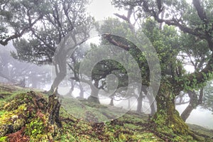 Ancient laurisilva trees in the fog