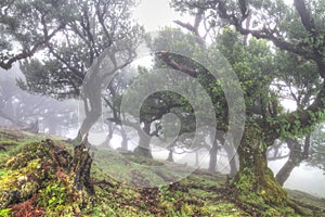 Ancient laurisilva trees in the fog photo