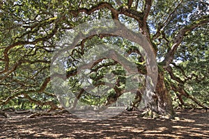 Ancient live oak tree photo