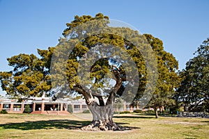 Ancient Live Oak Tree in Park