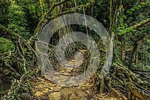 Ancient Living root Bridge near Cherrapunji, Meghalaya,India, Asia