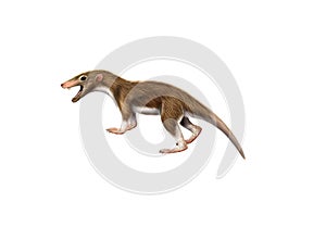Ancient mammal Megazostrodon
