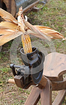 ancient manual machine for shelling corn yellow cobs photo