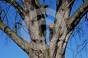 Ancient maples and their strong trunks in the park. Gray bark of a solitary tree. After cutting the broken branch, the arborist cl