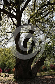 The ancient and massive camphor tree is thousands of years old and stands tall and straight.