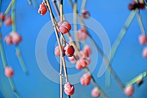 Ancient medicinal plant Ephedra