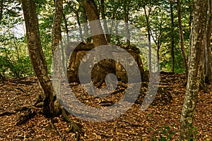 Ancient megalith dolmen among trees in an autumn grove