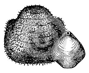 Ancient Mollusks, vintage illustration