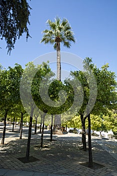 Ancient moorish Andalucian style to create symmetric orange tree gardens, south of Spain