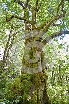Ancient Mossy Maple trees in forest