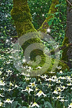 Ancient mossy Tree with Fawn Lily flowers and glowing magical fairies at twilight