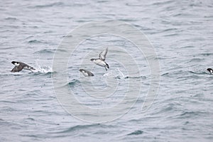 The ancient murrelet (Synthliboramphus antiquus) in Japan