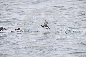 The ancient murrelet (Synthliboramphus antiquus) in Japan